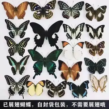 20pcs Натурален Несмонтированный Rhopalocera / Le Papillon /Проба Пеперуди Художествен Материал Декор