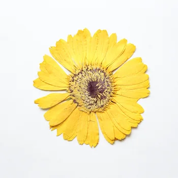 6-11 cm/2 бр., натурална монолитен борда корона цветето гербер, калъф за телефон 